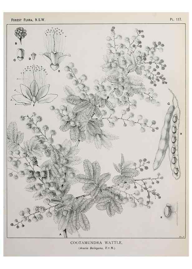 Reproducción/Reproduction 46878335002: The forest flora of New South Wales /. Sydney :W. A. Gullick,1902-1925.. 