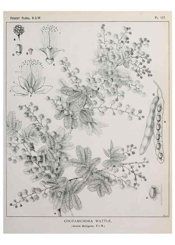 Reproducción/Reproduction 46878335002: The forest flora of New South Wales /. Sydney :W. A. Gullick,1902-1925.. 