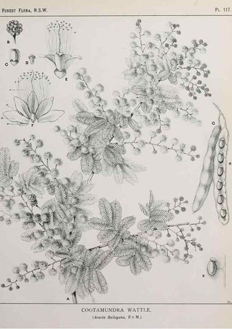 Reproducción/Reproduction 46878335002: The forest flora of New South Wales /. Sydney :W. A. Gullick,1902-1925.. 