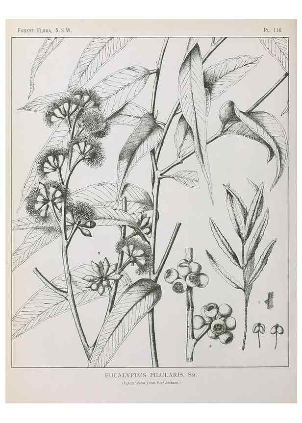 Reproducción/Reproduction 46205816214: The forest flora of New South Wales /. Sydney :W. A. Gullick,1902-1925.. 