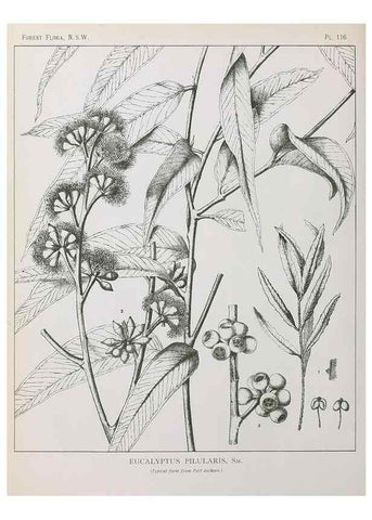 Reproducción/Reproduction 46205816214: The forest flora of New South Wales /. Sydney :W. A. Gullick,1902-1925.. 