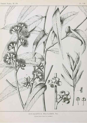 Reproducción/Reproduction 46205816214: The forest flora of New South Wales /. Sydney :W. A. Gullick,1902-1925.. 