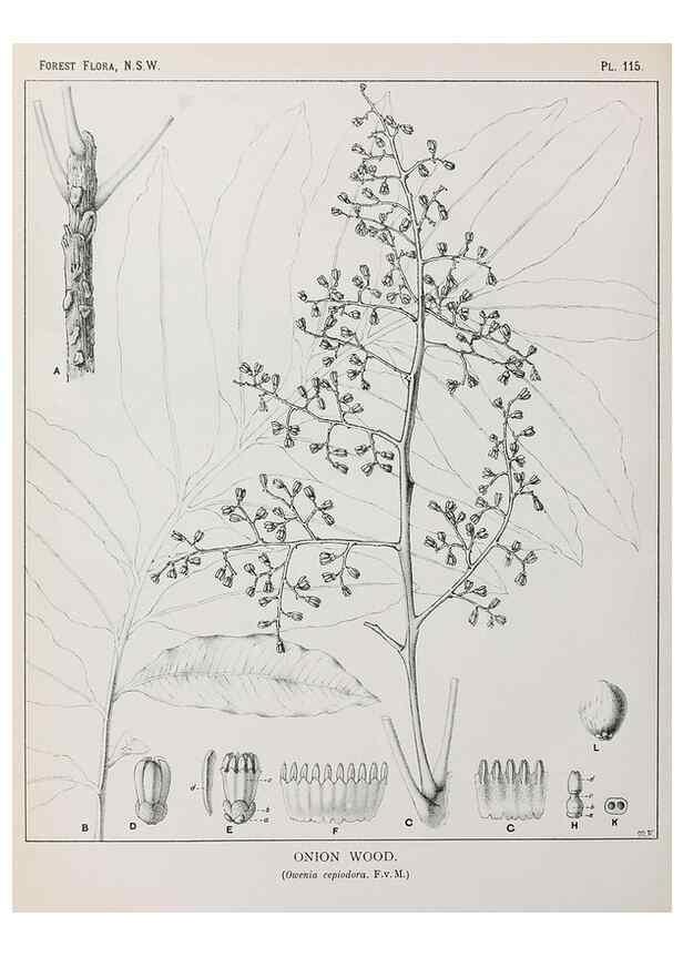 Reproducción/Reproduction 31989509097: The forest flora of New South Wales /. Sydney :W. A. Gullick,1902-1925.. 