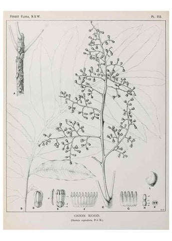 Reproducción/Reproduction 31989509097: The forest flora of New South Wales /. Sydney :W. A. Gullick,1902-1925.. 