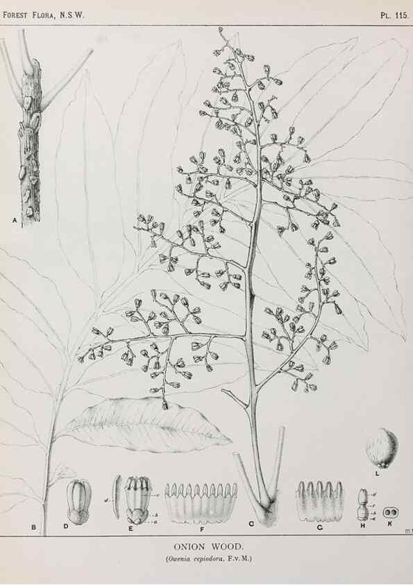 Reproducción/Reproduction 31989509097: The forest flora of New South Wales /. Sydney :W. A. Gullick,1902-1925.. 