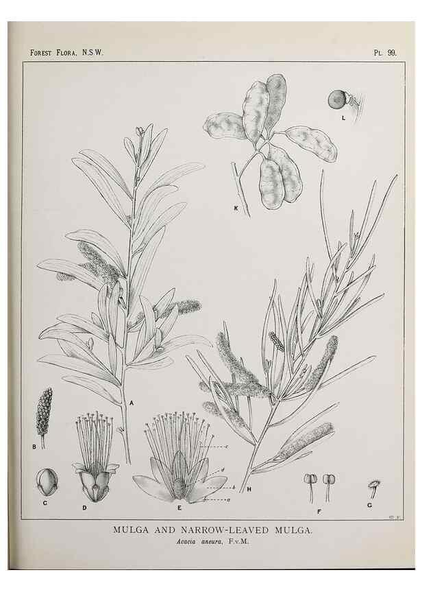 Reproducción/Reproduction 31989418387: The forest flora of New South Wales /. Sydney :W. A. Gullick,1902-1925.. 