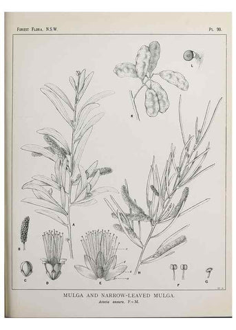 Reproducción/Reproduction 31989418387: The forest flora of New South Wales /. Sydney :W. A. Gullick,1902-1925.. 