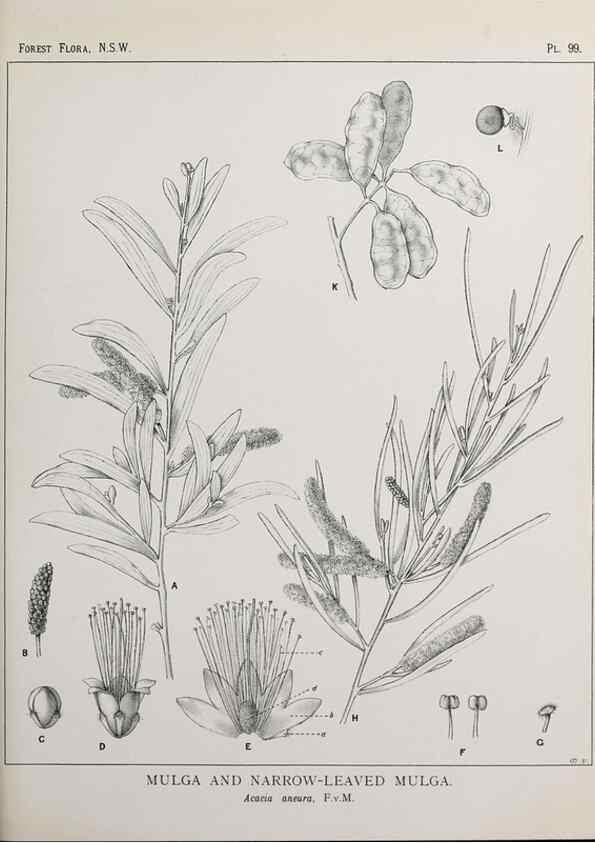 Reproducción/Reproduction 31989418387: The forest flora of New South Wales /. Sydney :W. A. Gullick,1902-1925.. 