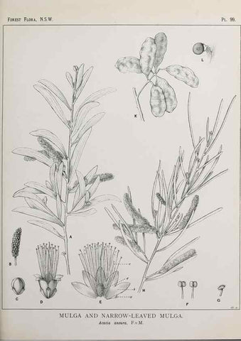 Reproducción/Reproduction 31989418387: The forest flora of New South Wales /. Sydney :W. A. Gullick,1902-1925.. 