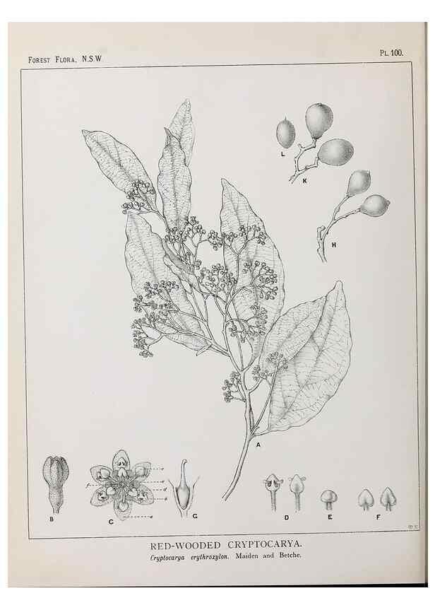 Reproducción/Reproduction 46205732464: The forest flora of New South Wales /. Sydney :W. A. Gullick,1902-1925.. 