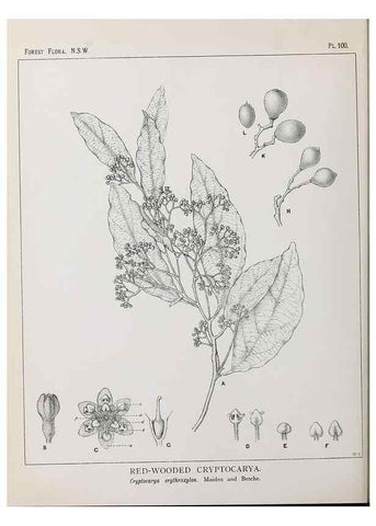 Reproducción/Reproduction 46205732464: The forest flora of New South Wales /. Sydney :W. A. Gullick,1902-1925.. 