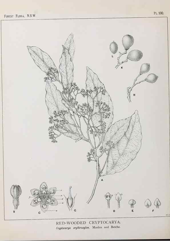 Reproducción/Reproduction 46205732464: The forest flora of New South Wales /. Sydney :W. A. Gullick,1902-1925.. 