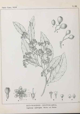 Reproducción/Reproduction 46205732464: The forest flora of New South Wales /. Sydney :W. A. Gullick,1902-1925.. 