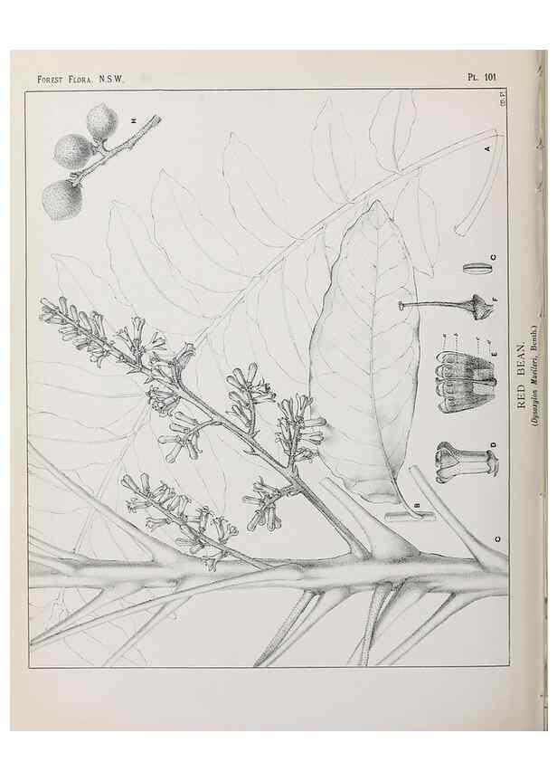 Reproducción/Reproduction 46930451881: The forest flora of New South Wales /. Sydney :W. A. Gullick,1902-1925.. 