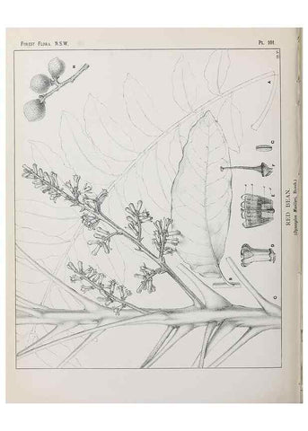Reproducción/Reproduction 46930451881: The forest flora of New South Wales /. Sydney :W. A. Gullick,1902-1925.. 