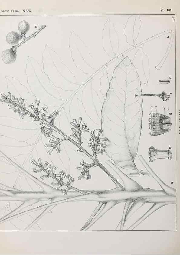 Reproducción/Reproduction 46930451881: The forest flora of New South Wales /. Sydney :W. A. Gullick,1902-1925.. 