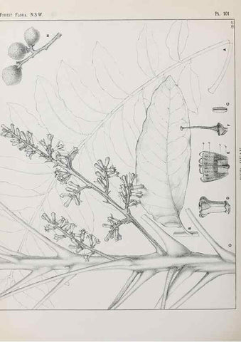 Reproducción/Reproduction 46930451881: The forest flora of New South Wales /. Sydney :W. A. Gullick,1902-1925.. 