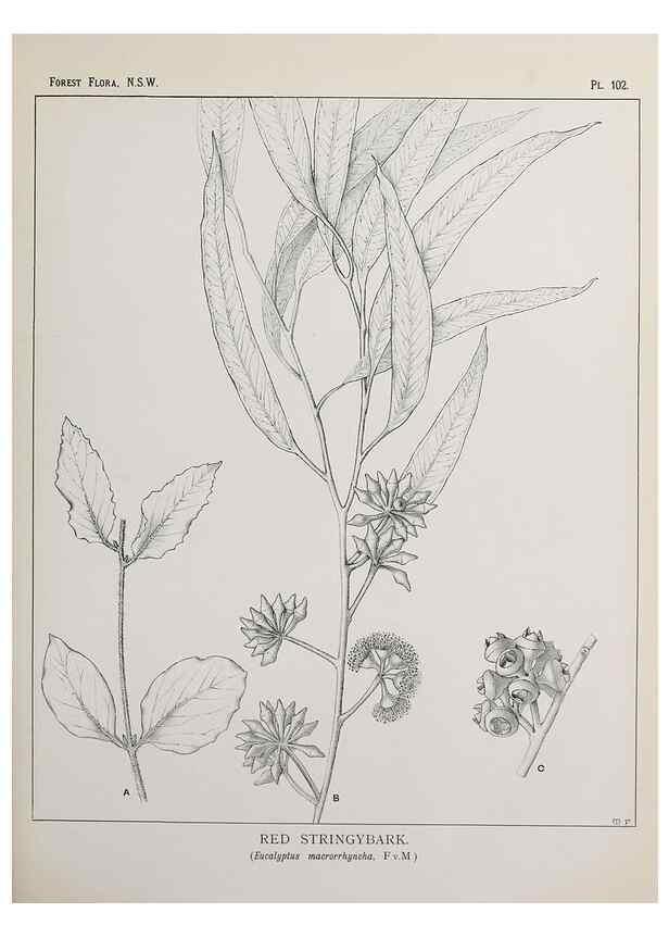 Reproducción/Reproduction 46878269502: The forest flora of New South Wales /. Sydney :W. A. Gullick,1902-1925.. 