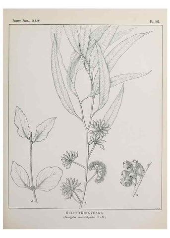 Reproducción/Reproduction 46878269502: The forest flora of New South Wales /. Sydney :W. A. Gullick,1902-1925.. 