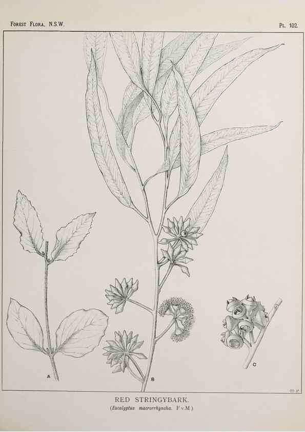 Reproducción/Reproduction 46878269502: The forest flora of New South Wales /. Sydney :W. A. Gullick,1902-1925.. 