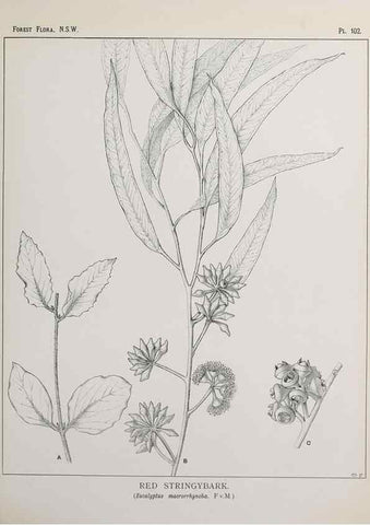 Reproducción/Reproduction 46878269502: The forest flora of New South Wales /. Sydney :W. A. Gullick,1902-1925.. 