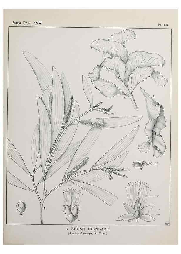 Reproducción/Reproduction 39965920213: The forest flora of New South Wales /. Sydney :W. A. Gullick,1902-1925.. 