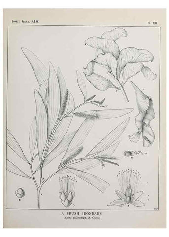 Reproducción/Reproduction 39965920213: The forest flora of New South Wales /. Sydney :W. A. Gullick,1902-1925.. 