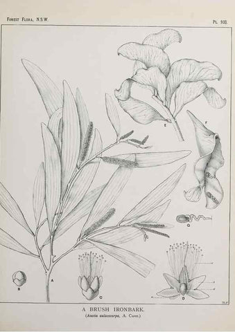 Reproducción/Reproduction 39965920213: The forest flora of New South Wales /. Sydney :W. A. Gullick,1902-1925.. 