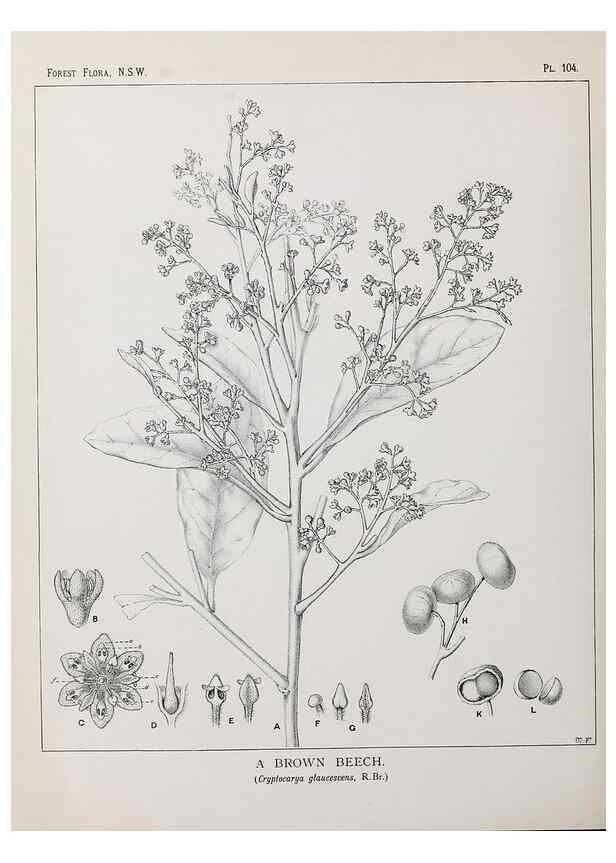 Reproducción/Reproduction 31989422387: The forest flora of New South Wales /. Sydney :W. A. Gullick,1902-1925.. 