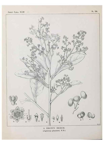 Reproducción/Reproduction 31989422387: The forest flora of New South Wales /. Sydney :W. A. Gullick,1902-1925.. 