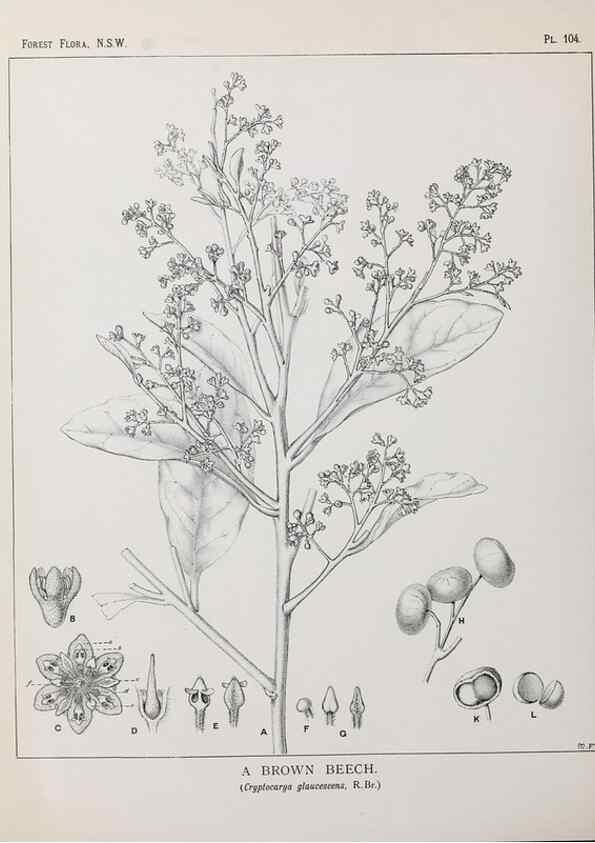 Reproducción/Reproduction 31989422387: The forest flora of New South Wales /. Sydney :W. A. Gullick,1902-1925.. 