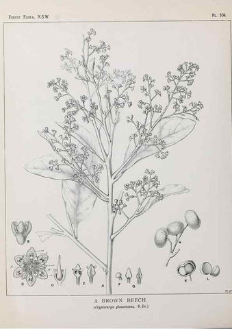 Reproducción/Reproduction 31989422387: The forest flora of New South Wales /. Sydney :W. A. Gullick,1902-1925.. 