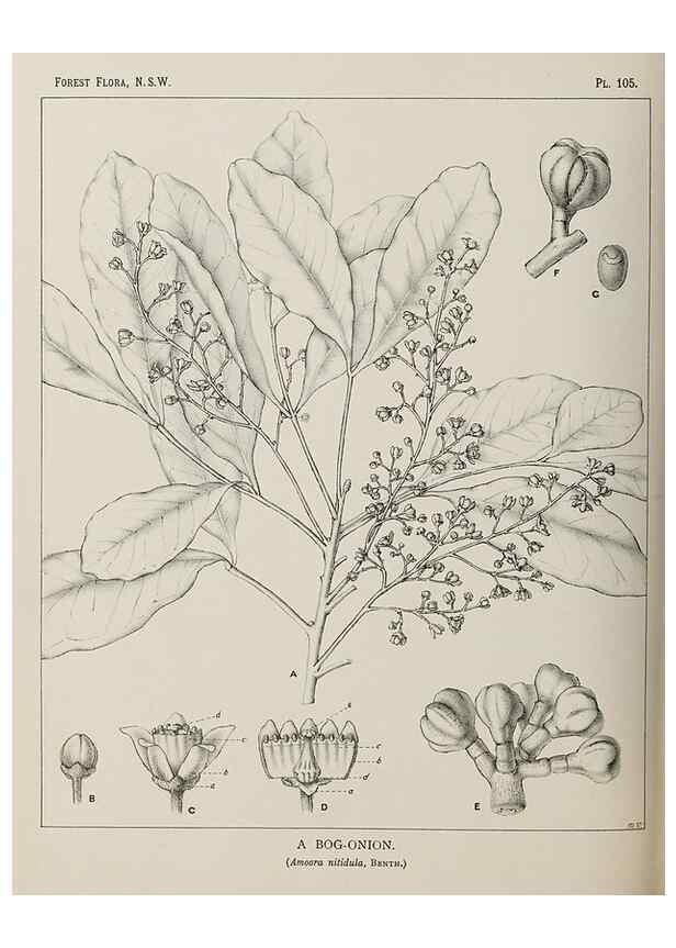 Reproducción/Reproduction 39965922943: The forest flora of New South Wales /. Sydney :W. A. Gullick,1902-1925.. 