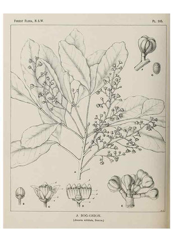 Reproducción/Reproduction 39965922943: The forest flora of New South Wales /. Sydney :W. A. Gullick,1902-1925.. 