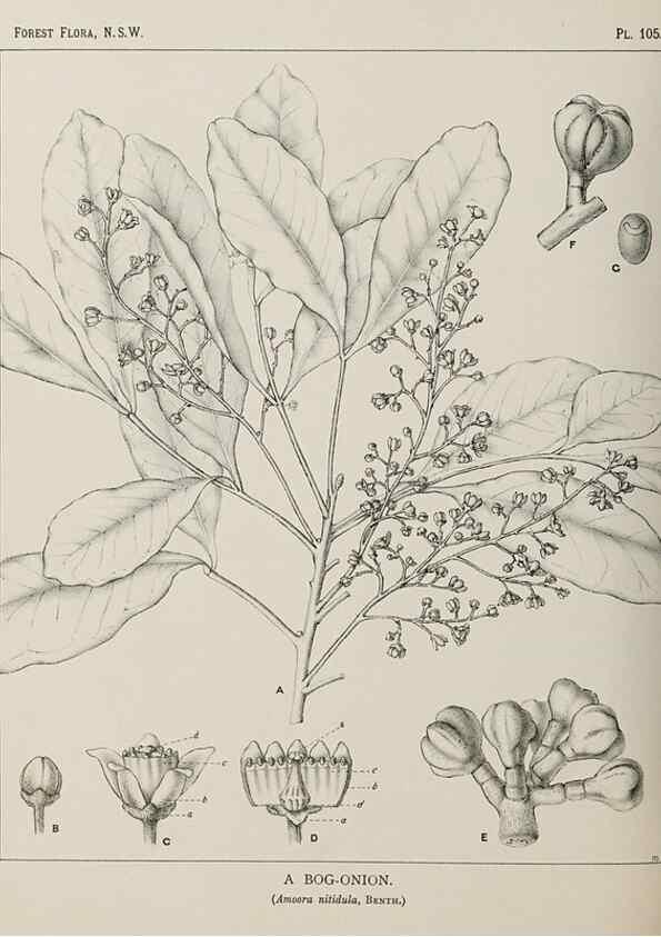 Reproducción/Reproduction 39965922943: The forest flora of New South Wales /. Sydney :W. A. Gullick,1902-1925.. 