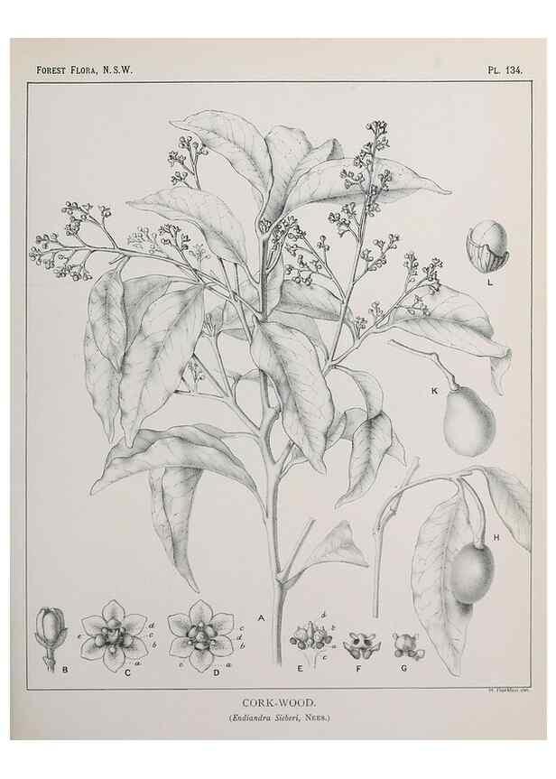 Reproducción/Reproduction 31989525917: The forest flora of New South Wales /. Sydney :W. A. Gullick,1902-1925.. 