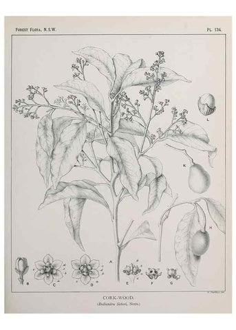 Reproducción/Reproduction 31989525917: The forest flora of New South Wales /. Sydney :W. A. Gullick,1902-1925.. 