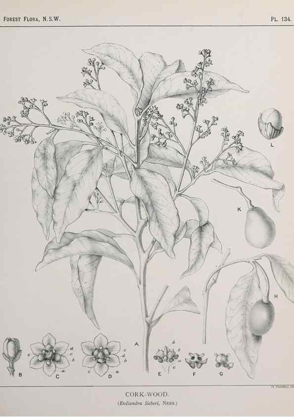 Reproducción/Reproduction 31989525917: The forest flora of New South Wales /. Sydney :W. A. Gullick,1902-1925.. 