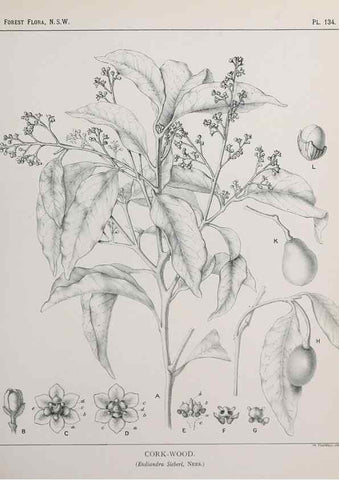 Reproducción/Reproduction 31989525917: The forest flora of New South Wales /. Sydney :W. A. Gullick,1902-1925.. 
