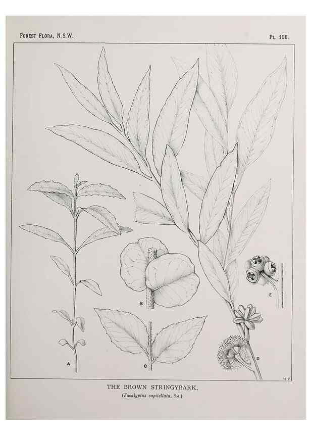 Reproducción/Reproduction 46878273192: The forest flora of New South Wales /. Sydney :W. A. Gullick,1902-1925.. 