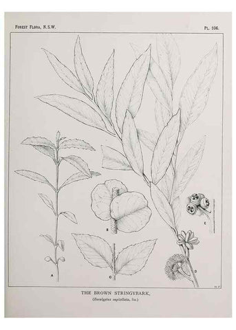 Reproducción/Reproduction 46878273192: The forest flora of New South Wales /. Sydney :W. A. Gullick,1902-1925.. 