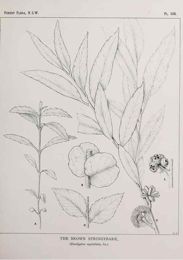 Reproducción/Reproduction 46878273192: The forest flora of New South Wales /. Sydney :W. A. Gullick,1902-1925.. 