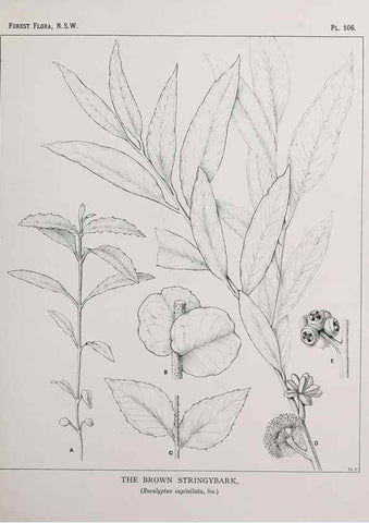 Reproducción/Reproduction 46878273192: The forest flora of New South Wales /. Sydney :W. A. Gullick,1902-1925.. 