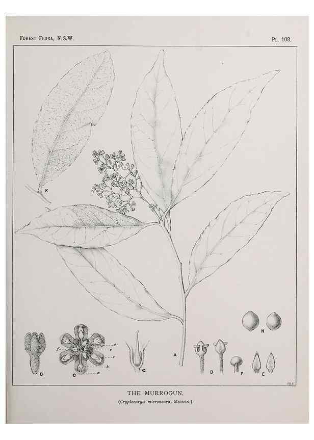Reproducción/Reproduction 46016406095: The forest flora of New South Wales /. Sydney :W. A. Gullick,1902-1925.. 