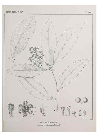 Reproducción/Reproduction 46016406095: The forest flora of New South Wales /. Sydney :W. A. Gullick,1902-1925.. 
