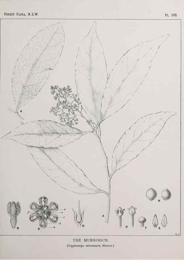 Reproducción/Reproduction 46016406095: The forest flora of New South Wales /. Sydney :W. A. Gullick,1902-1925.. 