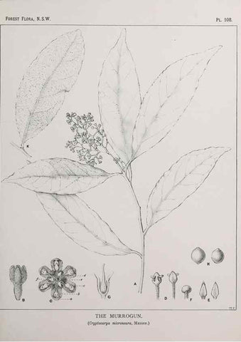 Reproducción/Reproduction 46016406095: The forest flora of New South Wales /. Sydney :W. A. Gullick,1902-1925.. 