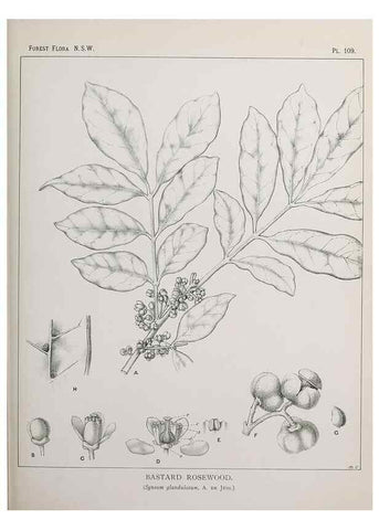 Reproducción/Reproduction 39965926973: The forest flora of New South Wales /. Sydney :W. A. Gullick,1902-1925.. 