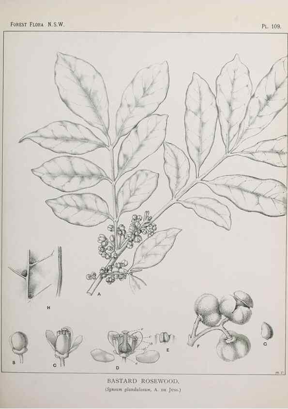 Reproducción/Reproduction 39965926973: The forest flora of New South Wales /. Sydney :W. A. Gullick,1902-1925.. 