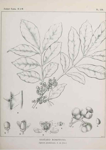 Reproducción/Reproduction 39965926973: The forest flora of New South Wales /. Sydney :W. A. Gullick,1902-1925.. 